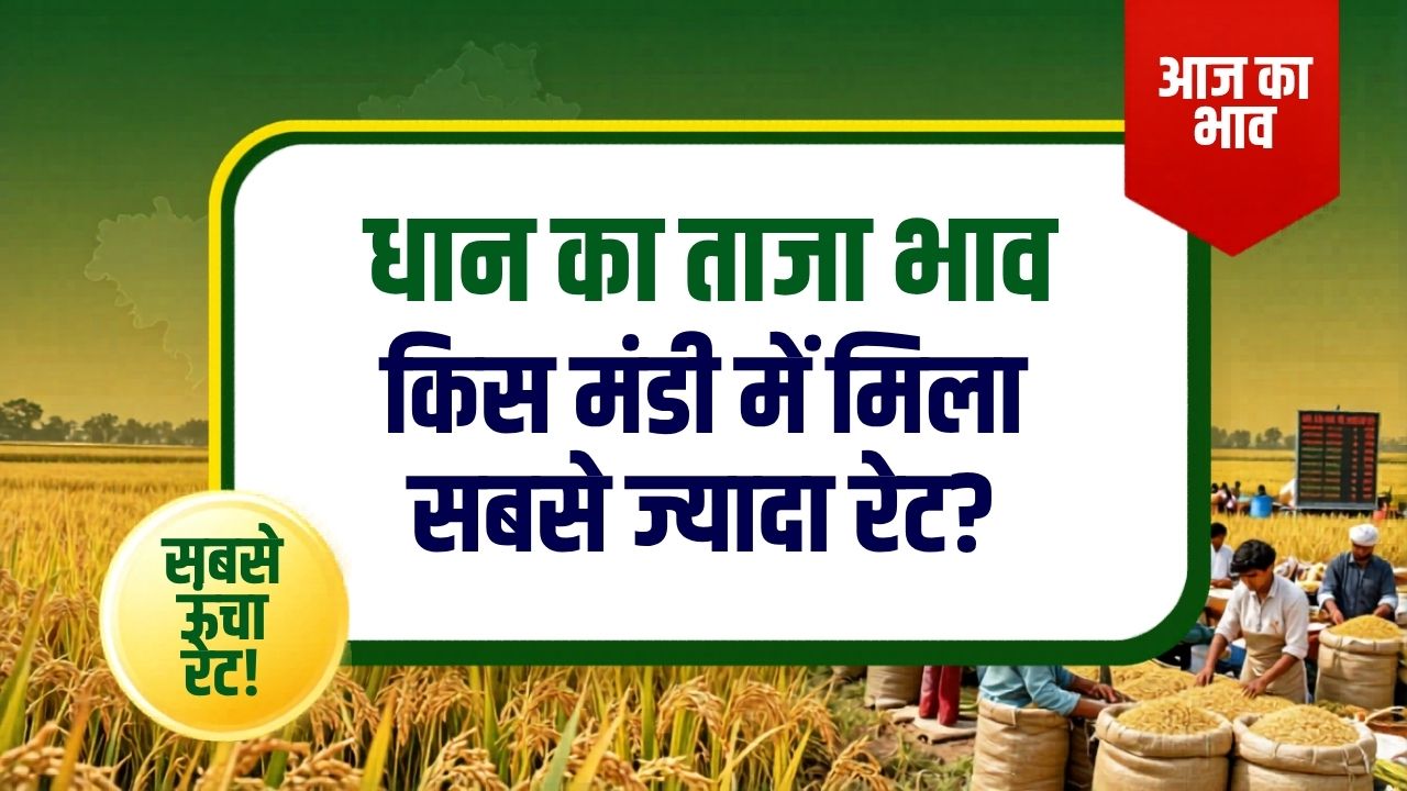 Dhan Ka Bhav Today मध्य प्रदेश में आज का धान भाव 2026