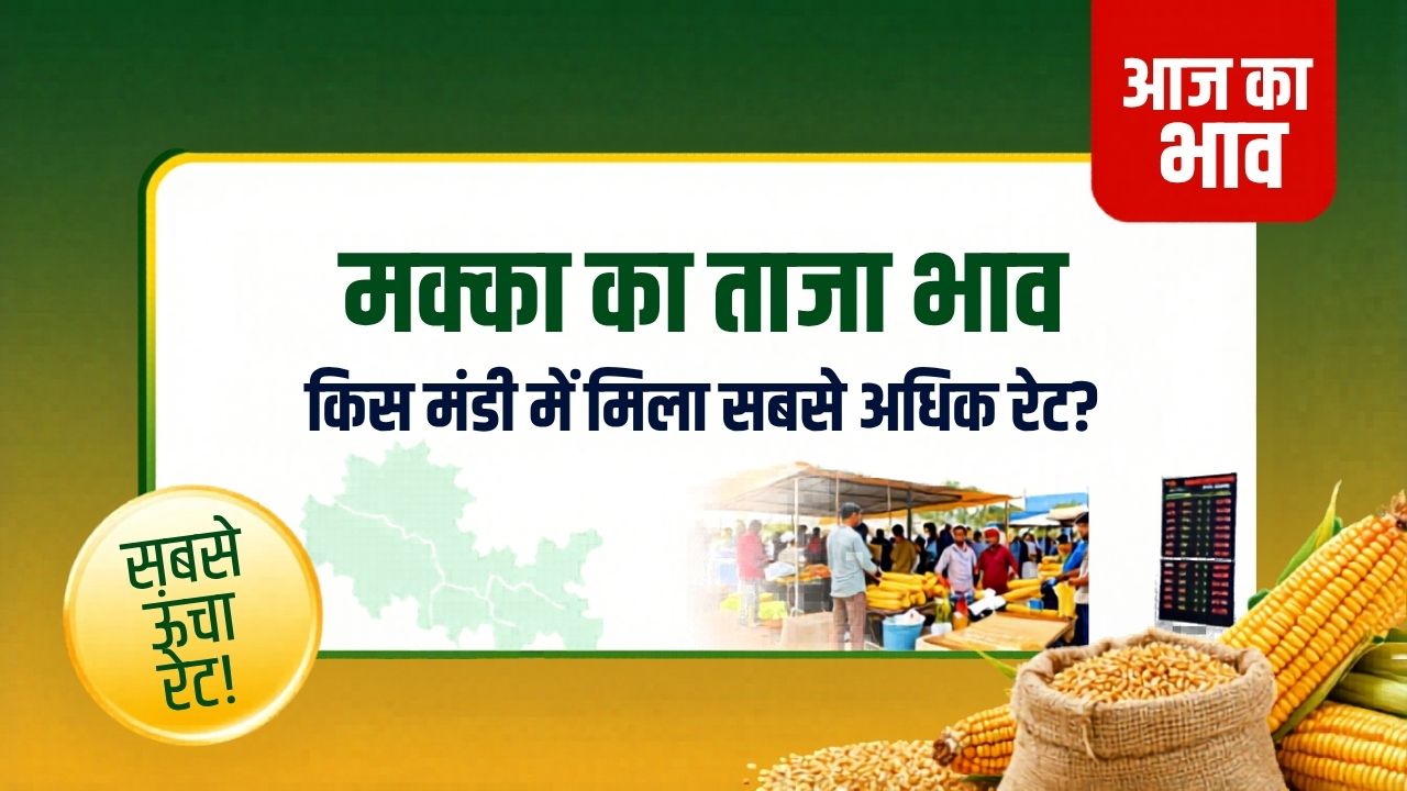 Makka Ka Bhav Today मध्य प्रदेश की मंडियों में मक्का के ताजा भाव