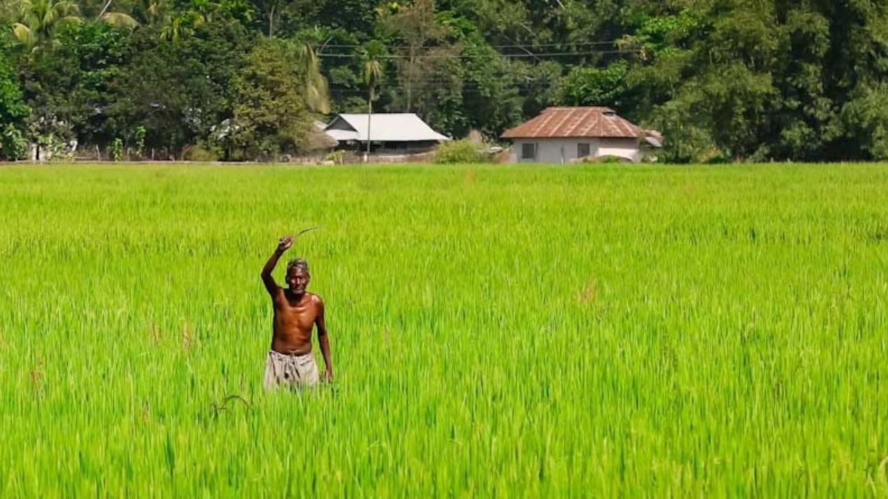 Narmadapuram Makhana Farming